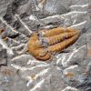 Trilobite Kingaspis extremadamente raro
