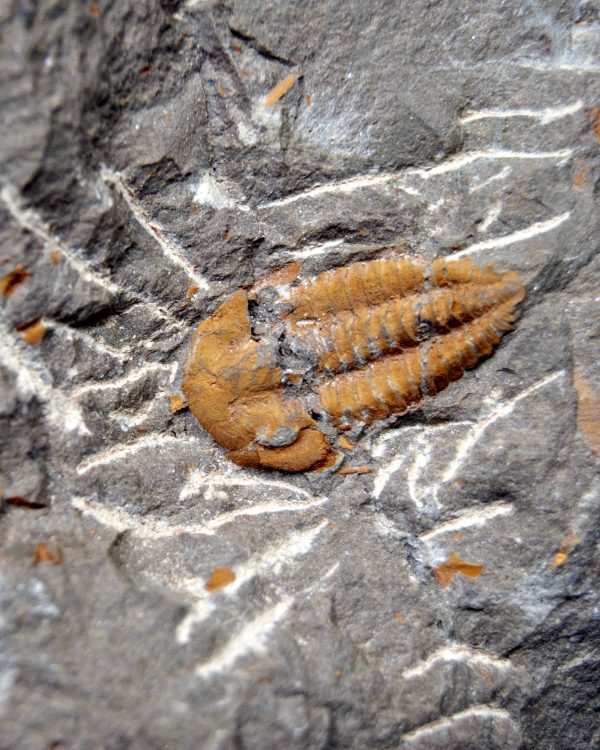 Trilobite Kingaspis extremadamente raro