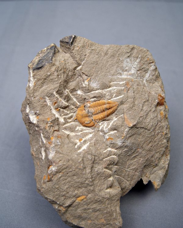 Trilobite Kingaspis extremadamente raro