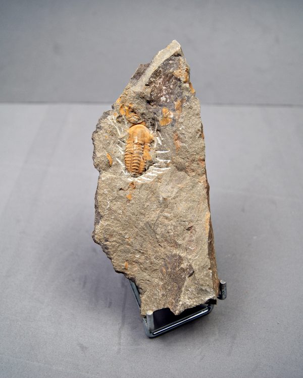 Trilobite Kingaspis Raro