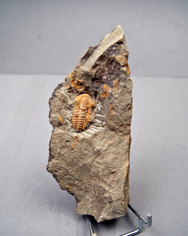 Trilobite Kingaspis Raro