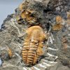 Trilobite Kingaspis Raro