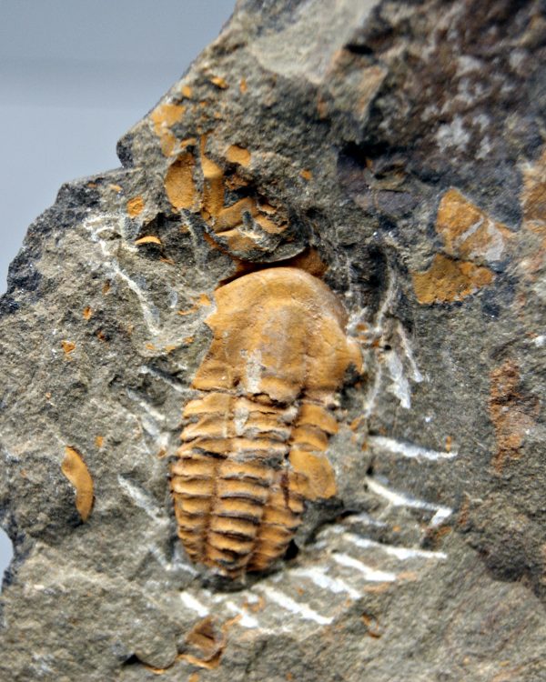 Trilobite Kingaspis Raro
