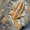 Trilobite Kingaspis Raro