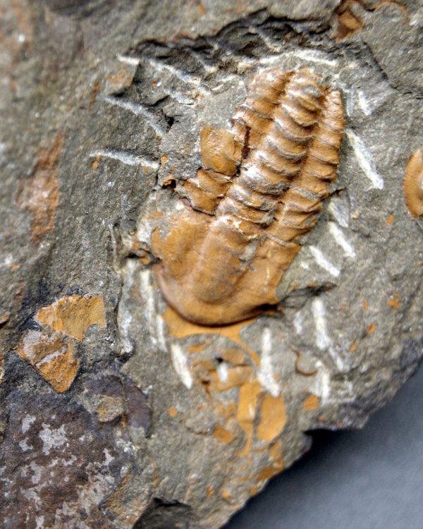 Trilobite Kingaspis Raro