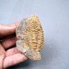 Trilobite Kingaspis