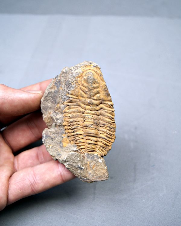 Trilobite Kingaspis