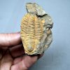 Trilobite Kingaspis