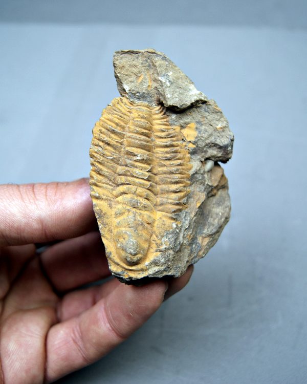 Trilobite Kingaspis