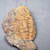 Trilobite Kingaspis