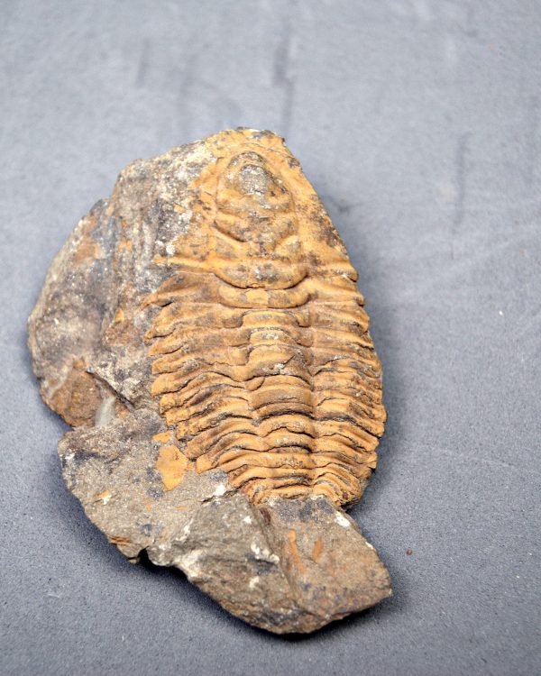 Trilobite Kingaspis