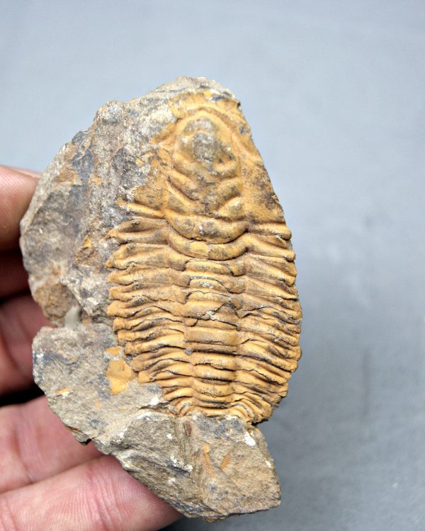 Trilobite Kingaspis