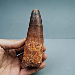 Spinosaurus aegyptiacus XXL