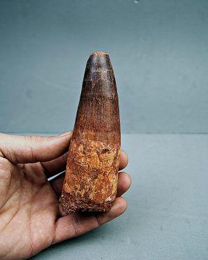 Spinosaurus aegyptiacus XXL