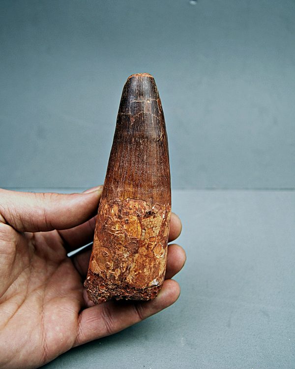 Spinosaurus aegyptiacus XXL