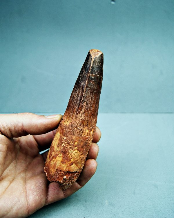 Spinosaurus aegyptiacus XXL