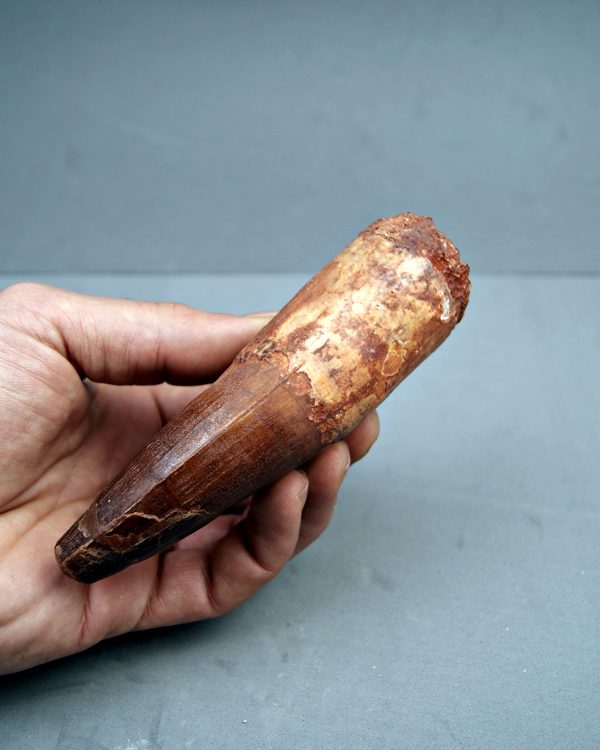 Spinosaurus aegyptiacus XXL