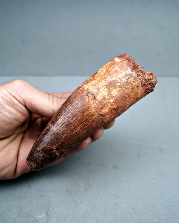 Spinosaurus aegyptiacus XXL