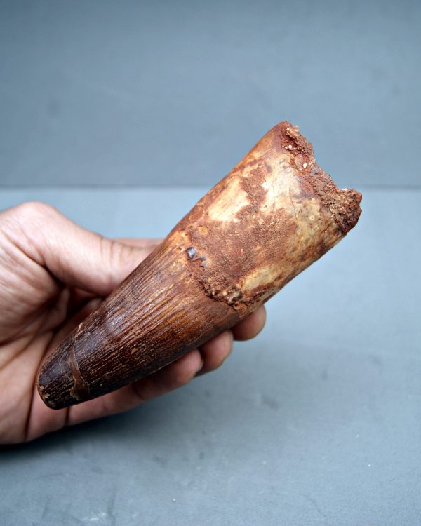 Spinosaurus aegyptiacus XXL