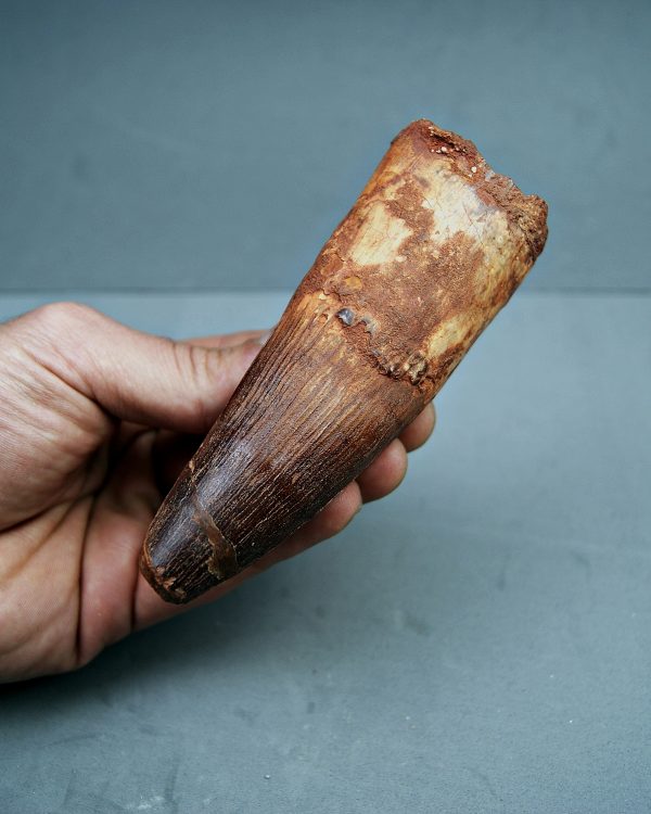 Spinosaurus aegyptiacus XXL