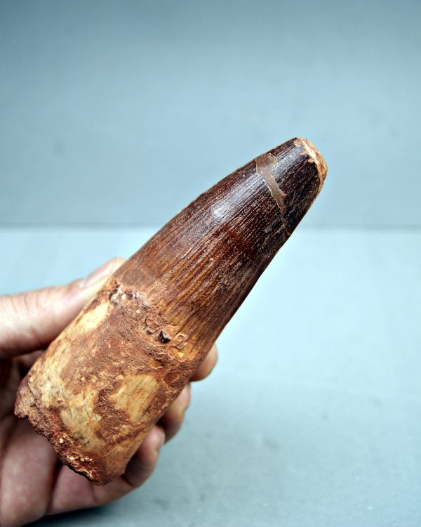 Spinosaurus aegyptiacus XXL