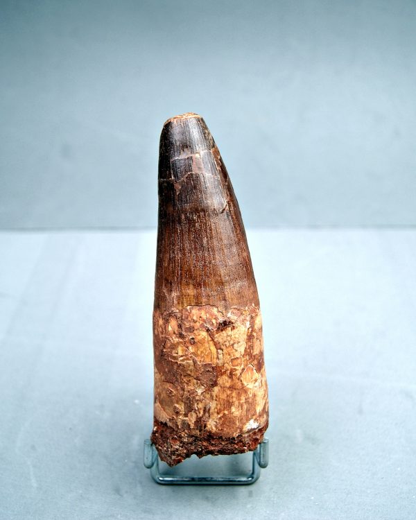 Spinosaurus aegyptiacus XXL