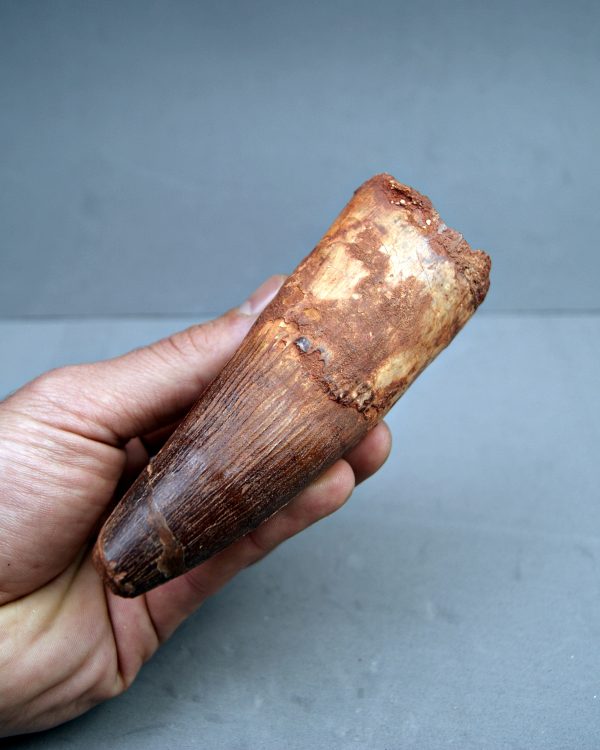 Spinosaurus aegyptiacus XXL