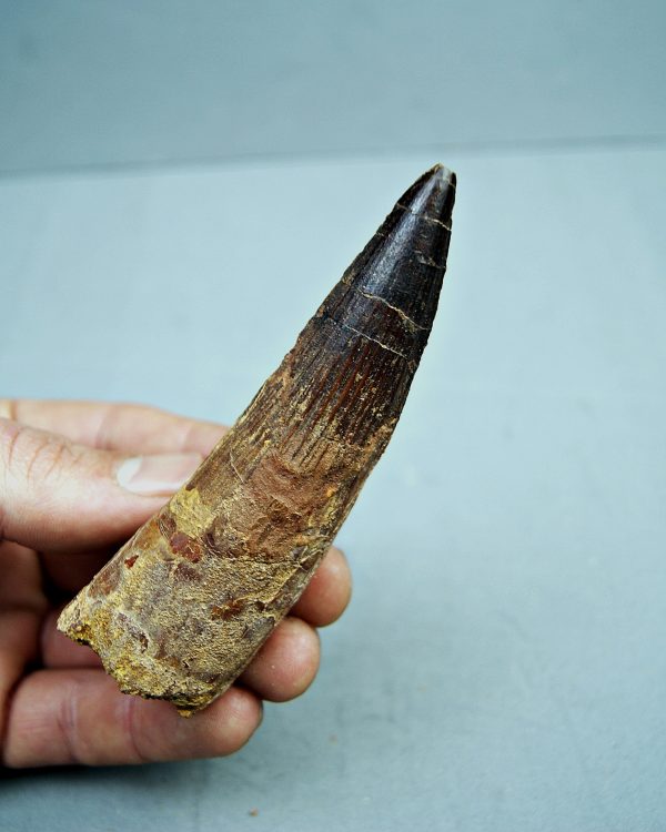 Spinosaurus aegyptiacus