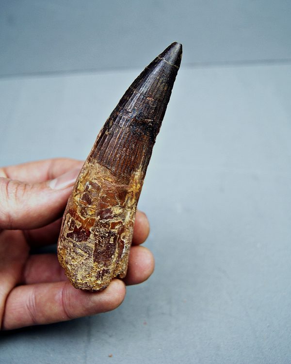 Spinosaurus aegyptiacus