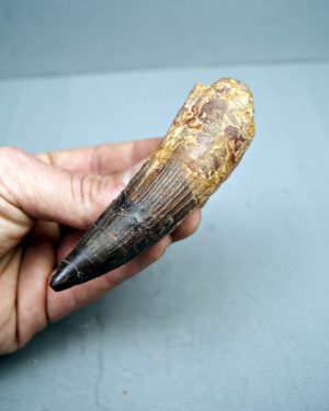 Spinosaurus aegyptiacus