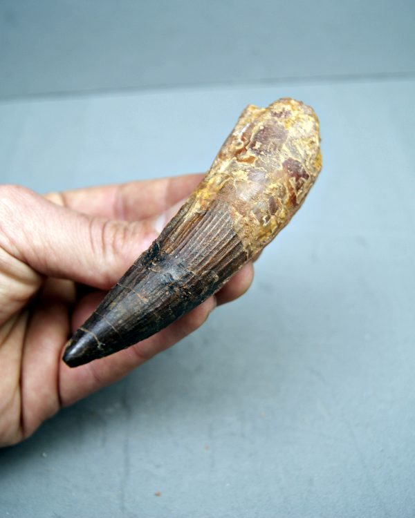 Spinosaurus aegyptiacus