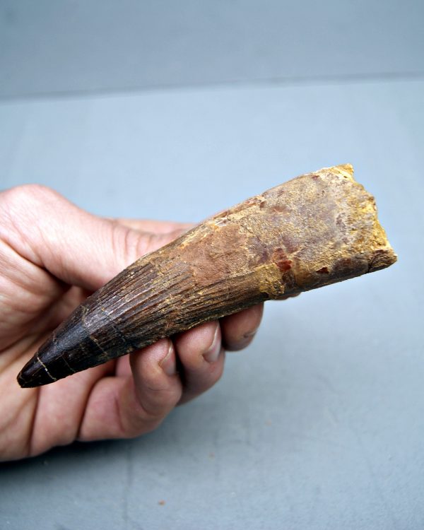 Spinosaurus aegyptiacus