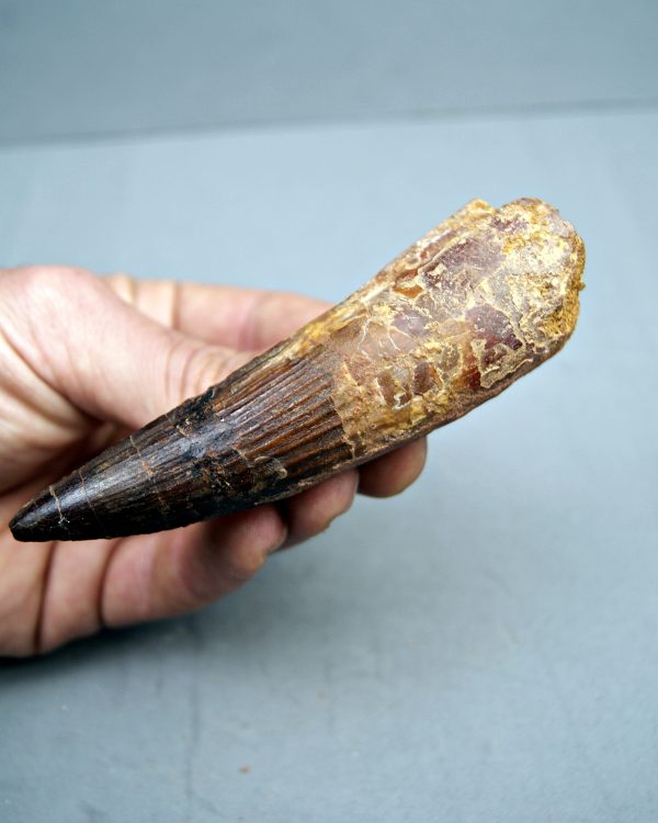 Spinosaurus aegyptiacus