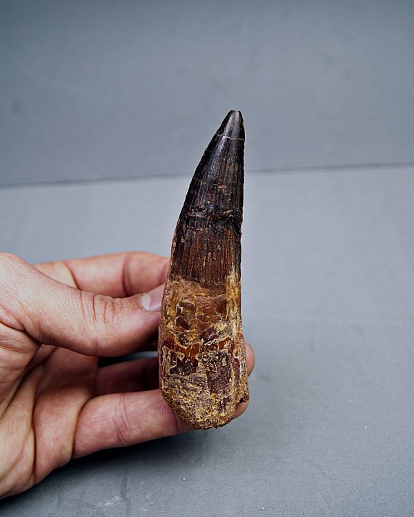 Spinosaurus aegyptiacus