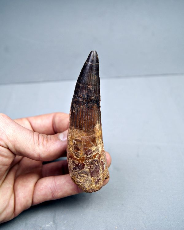 Spinosaurus aegyptiacus