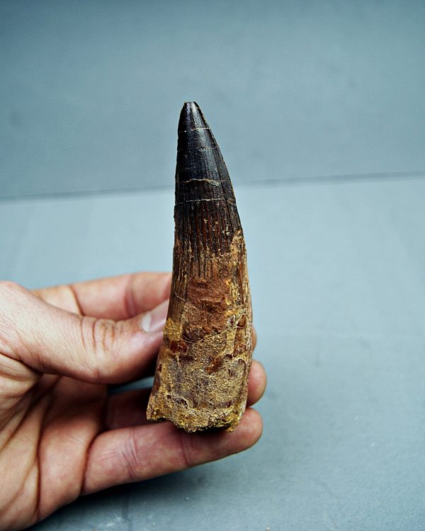 Spinosaurus aegyptiacus