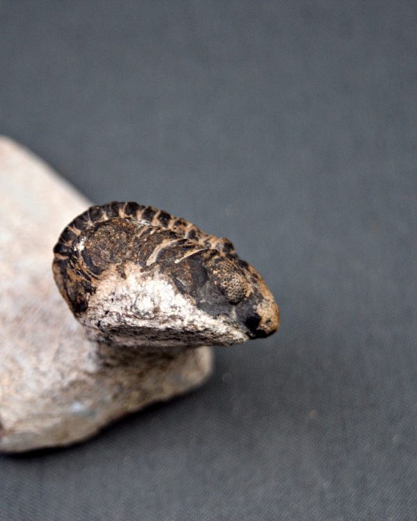 Trilobite Morocops ovatus