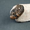Trilobite Morocops ovatus