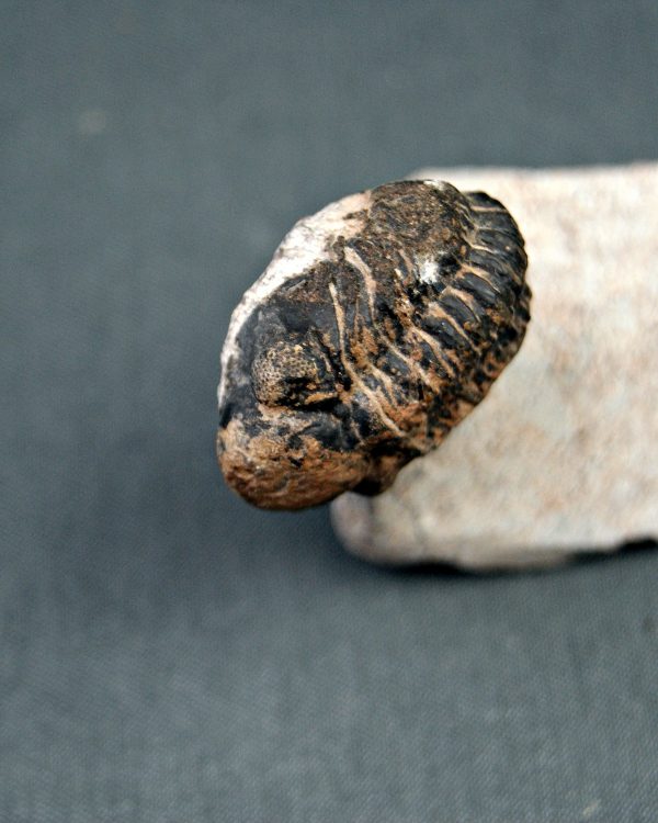 Trilobite Morocops ovatus