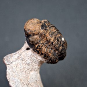 Trilobite Morocops ovatus