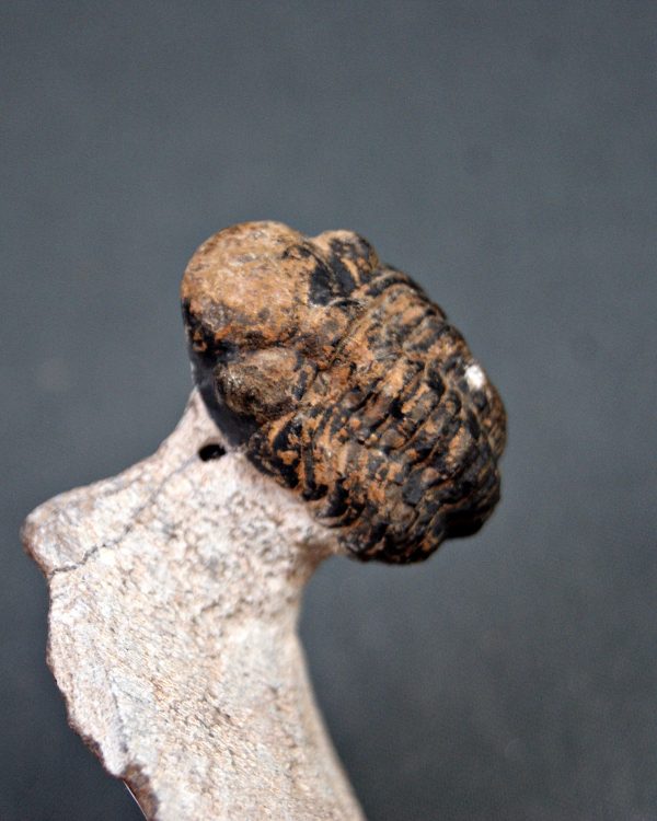 Trilobite Morocops ovatus