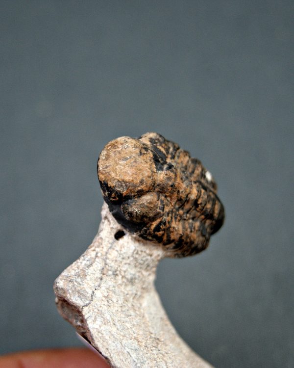 Trilobite Morocops ovatus