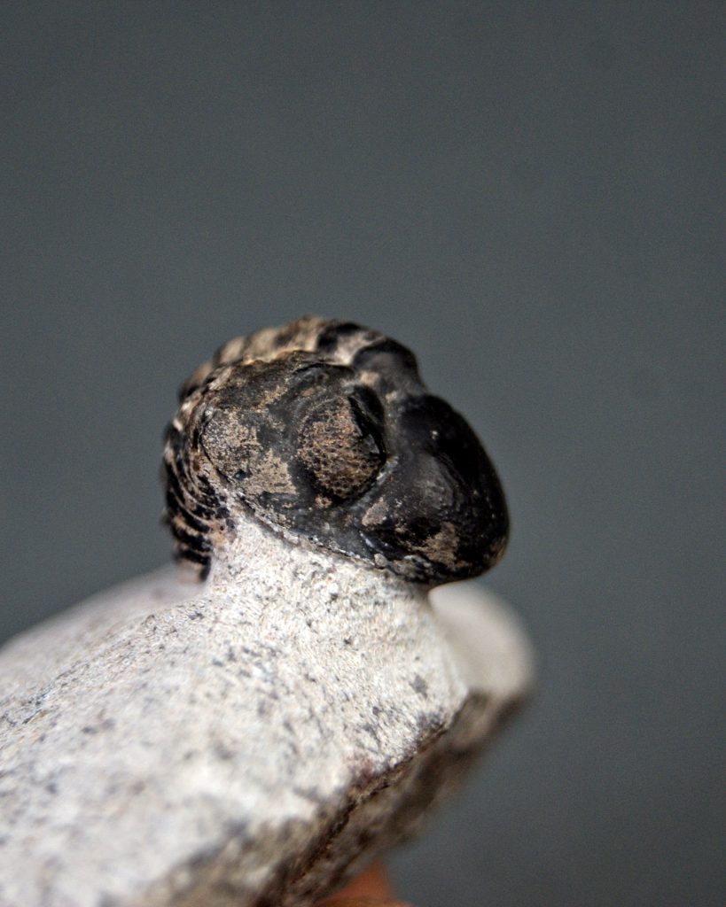 Morocops ovatus