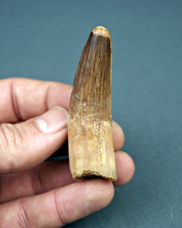 Spinosaurus aegyptiacus museo