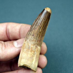 Spinosaurus aegyptiacus museo