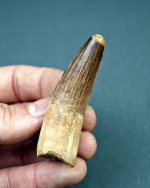 Spinosaurus aegyptiacus museo