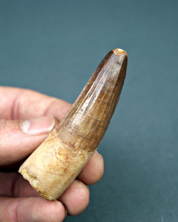 Spinosaurus aegyptiacus museo