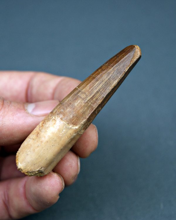 Spinosaurus aegyptiacus museo