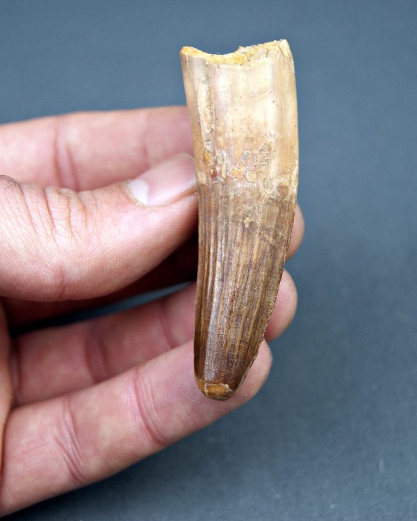 Spinosaurus aegyptiacus museo