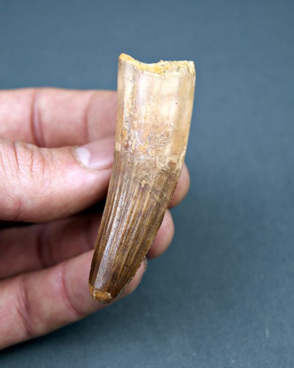 Spinosaurus aegyptiacus museo